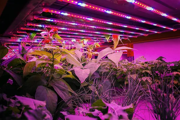 LED GROW: A mais alta tecnologia de luz para cultivo indoor!